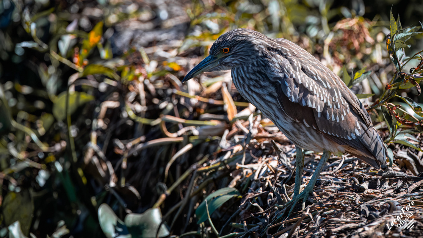 Black-crowned Night Heron