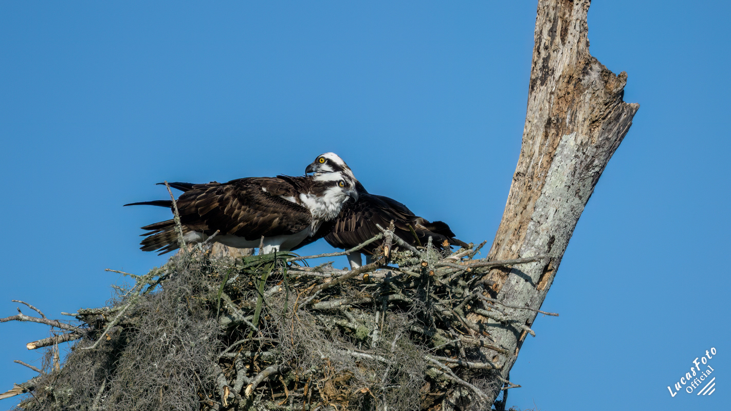 Osprey