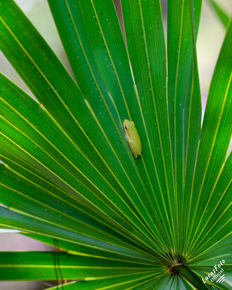 Green Tree Frog