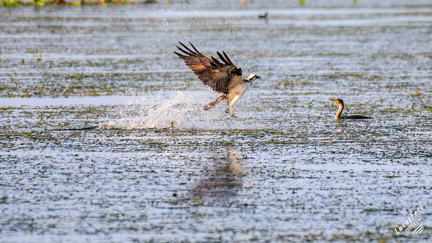 Osprey