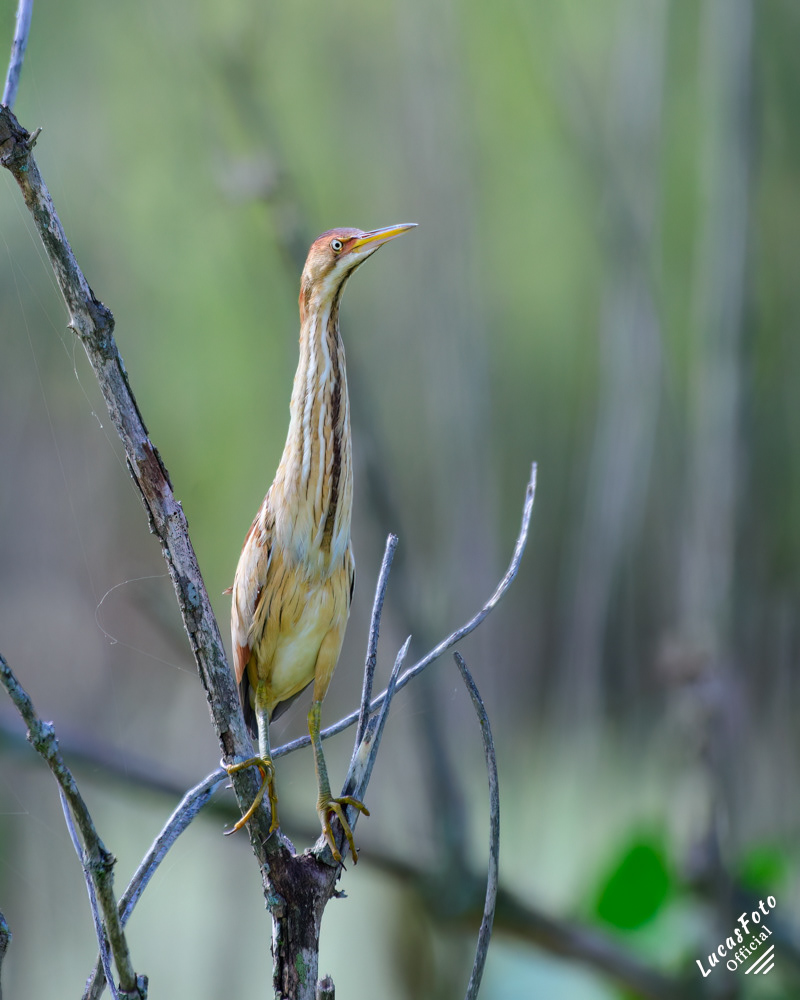 Least Bittern