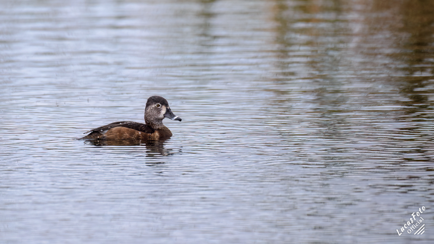 Ring-necked Duck