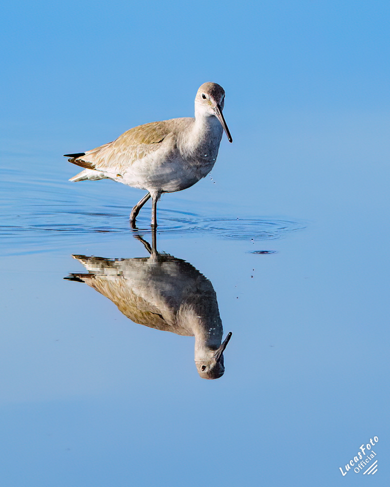 Willet