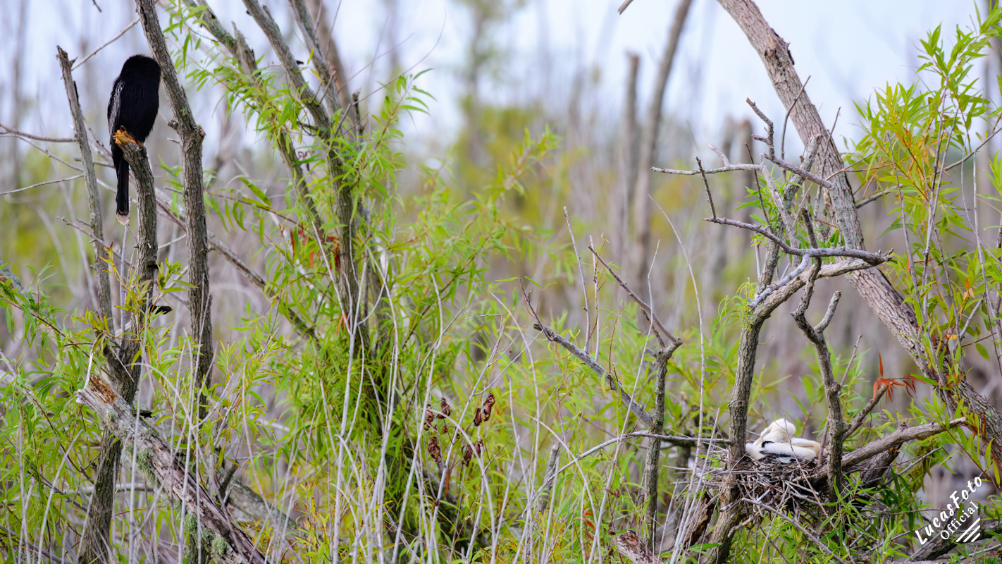 Anhinga