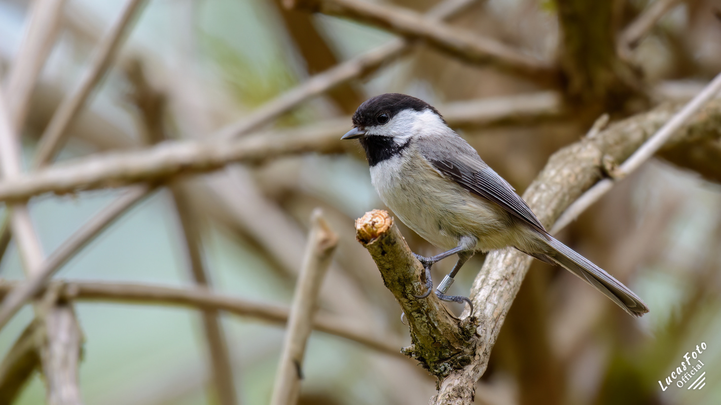 Black-capped Chickadee