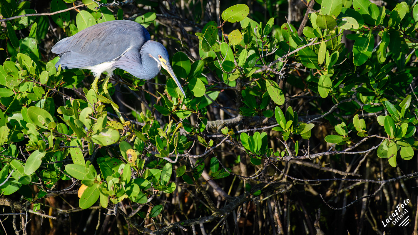 Tricolored Heron