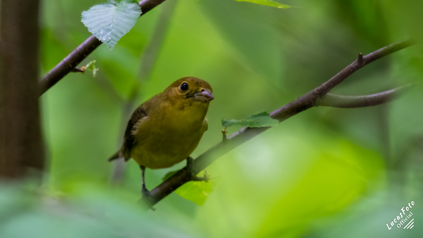 Scarlet Tanager