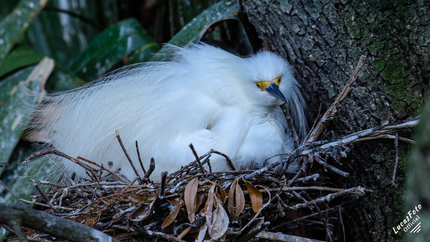 Snowy Egret