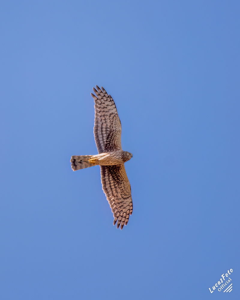 Northern Harrier