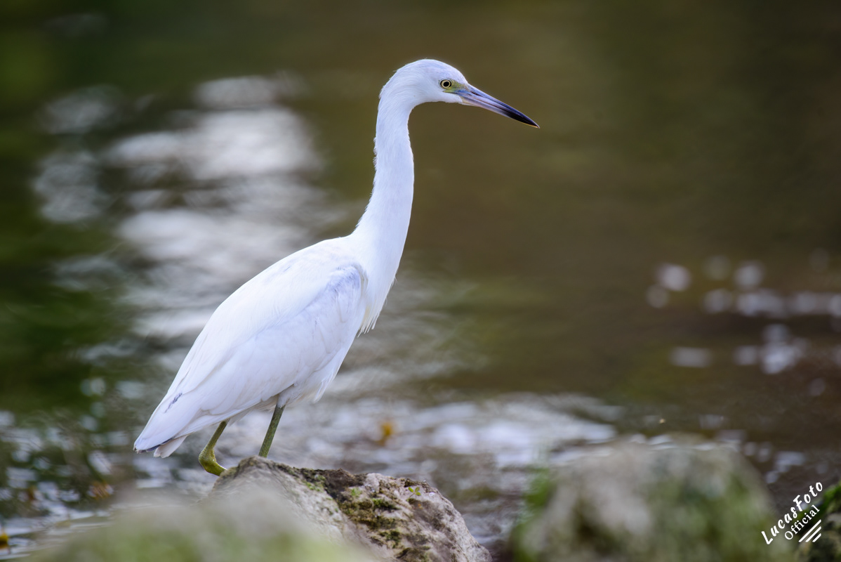 Juvenile Little Blue Heron