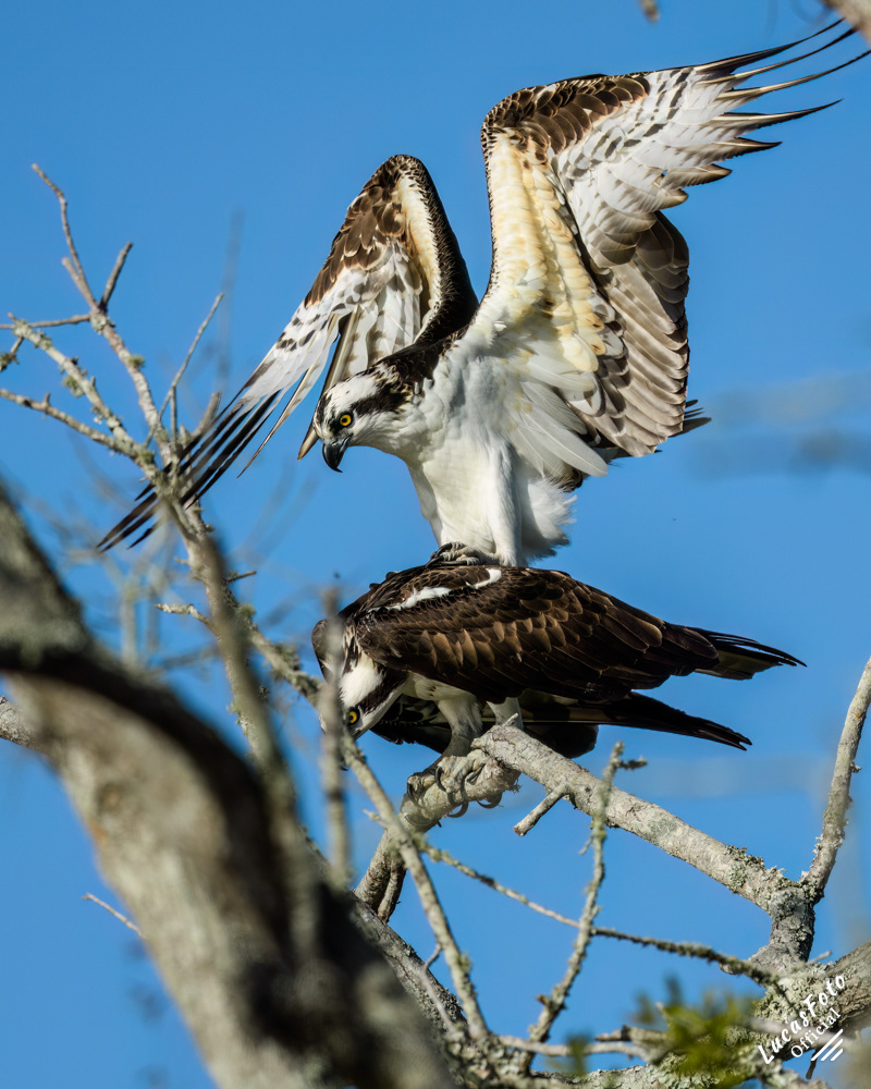 Osprey