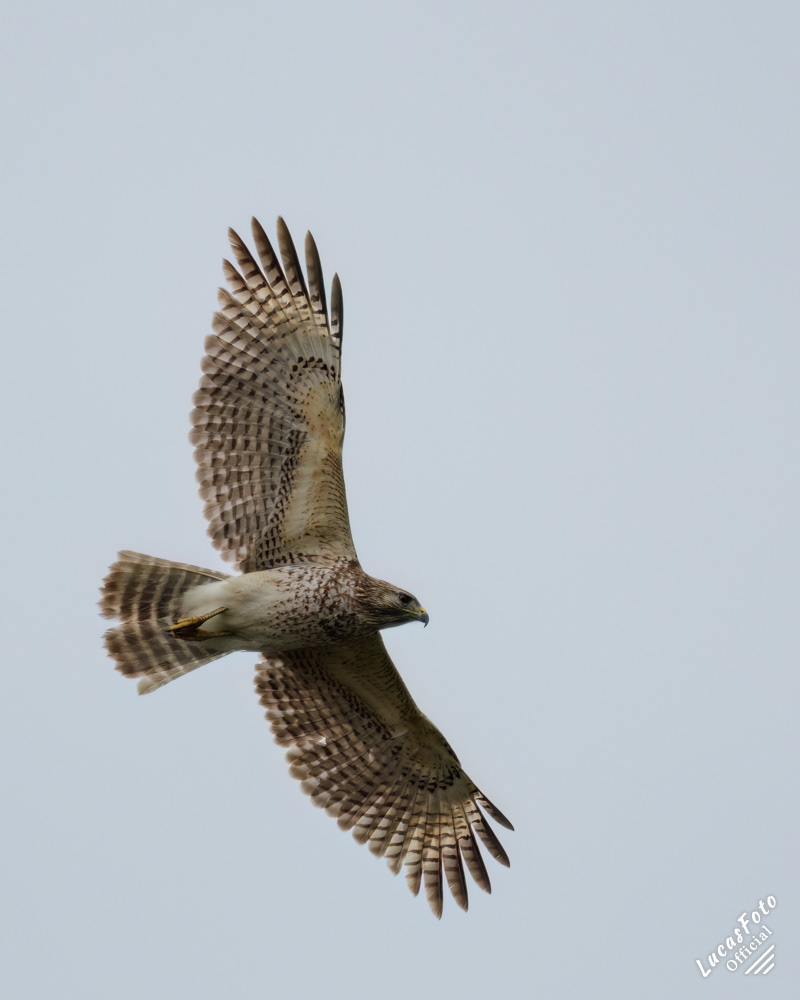 Red-shouldered Hawk