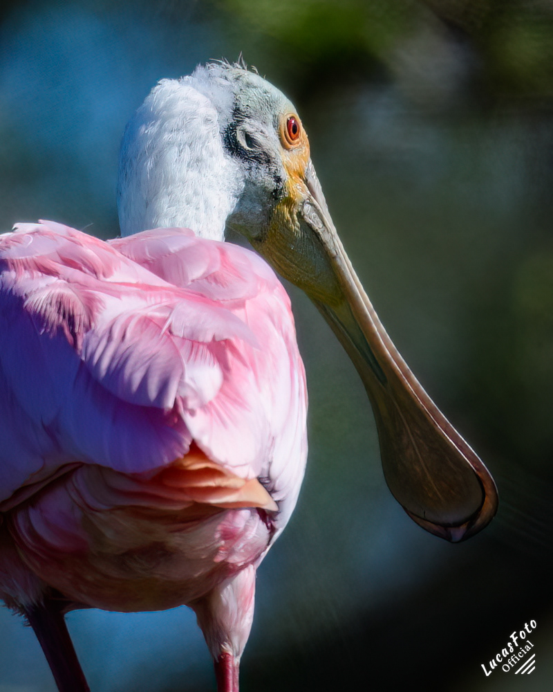 Roseate Spoonbill