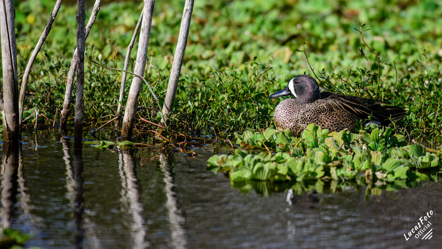 Blue-winged Teal