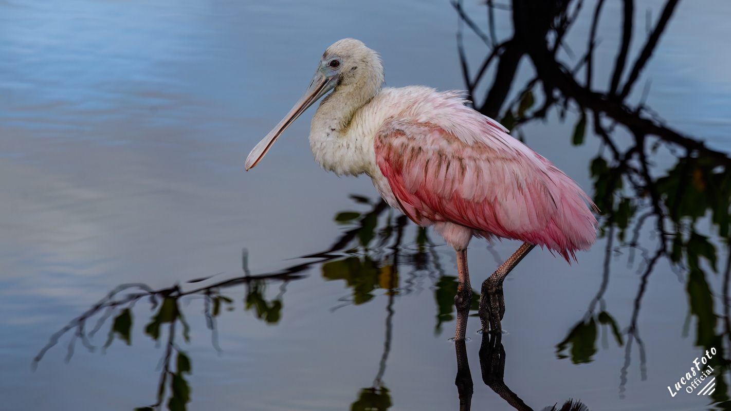 Roseate Spoonbill