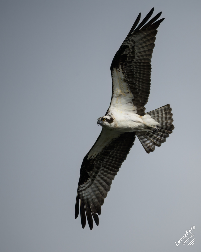 Osprey