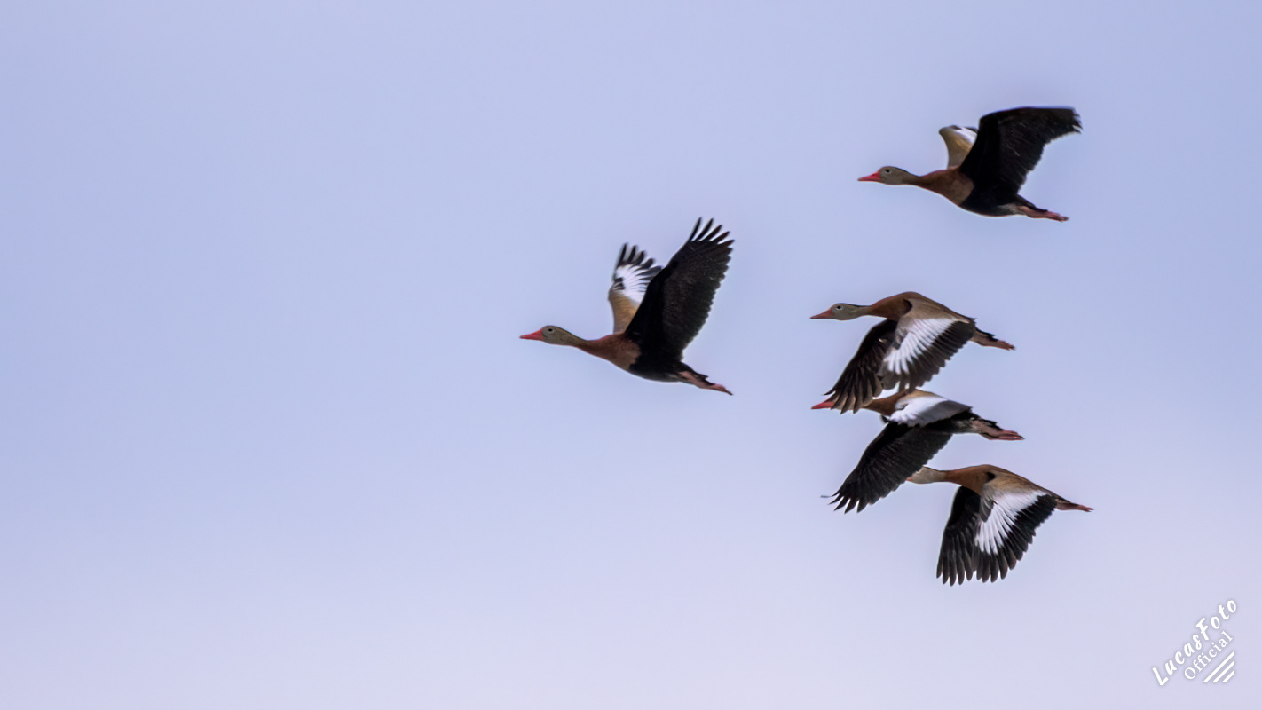 Black-bellied Whistling-Duck
