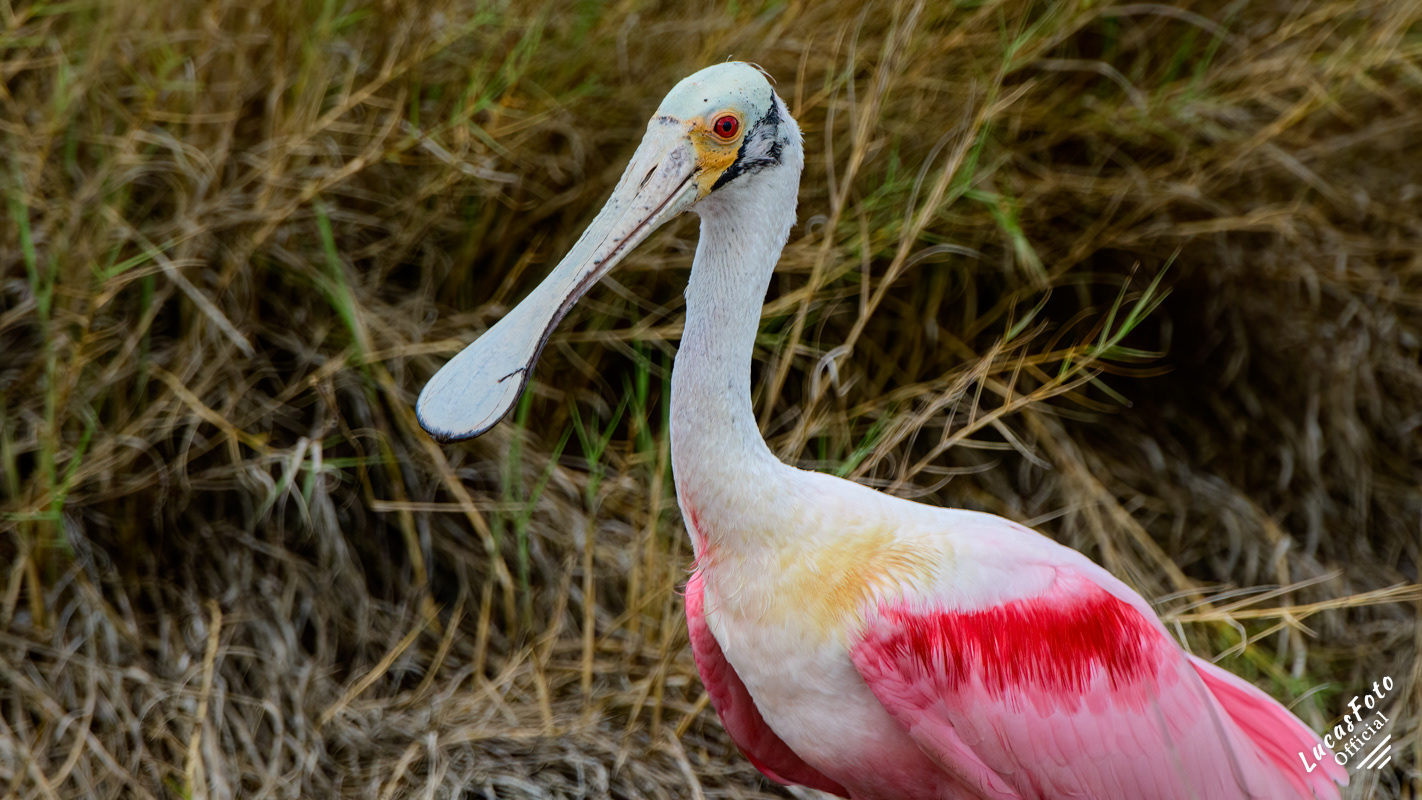 Roseate Spoonbill
