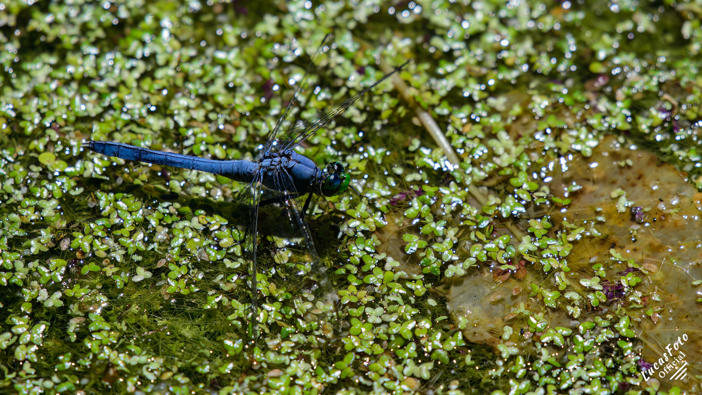 Male Eastern Pondhawk