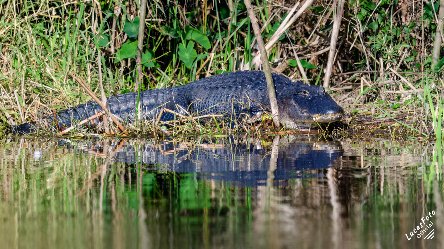 Alligator