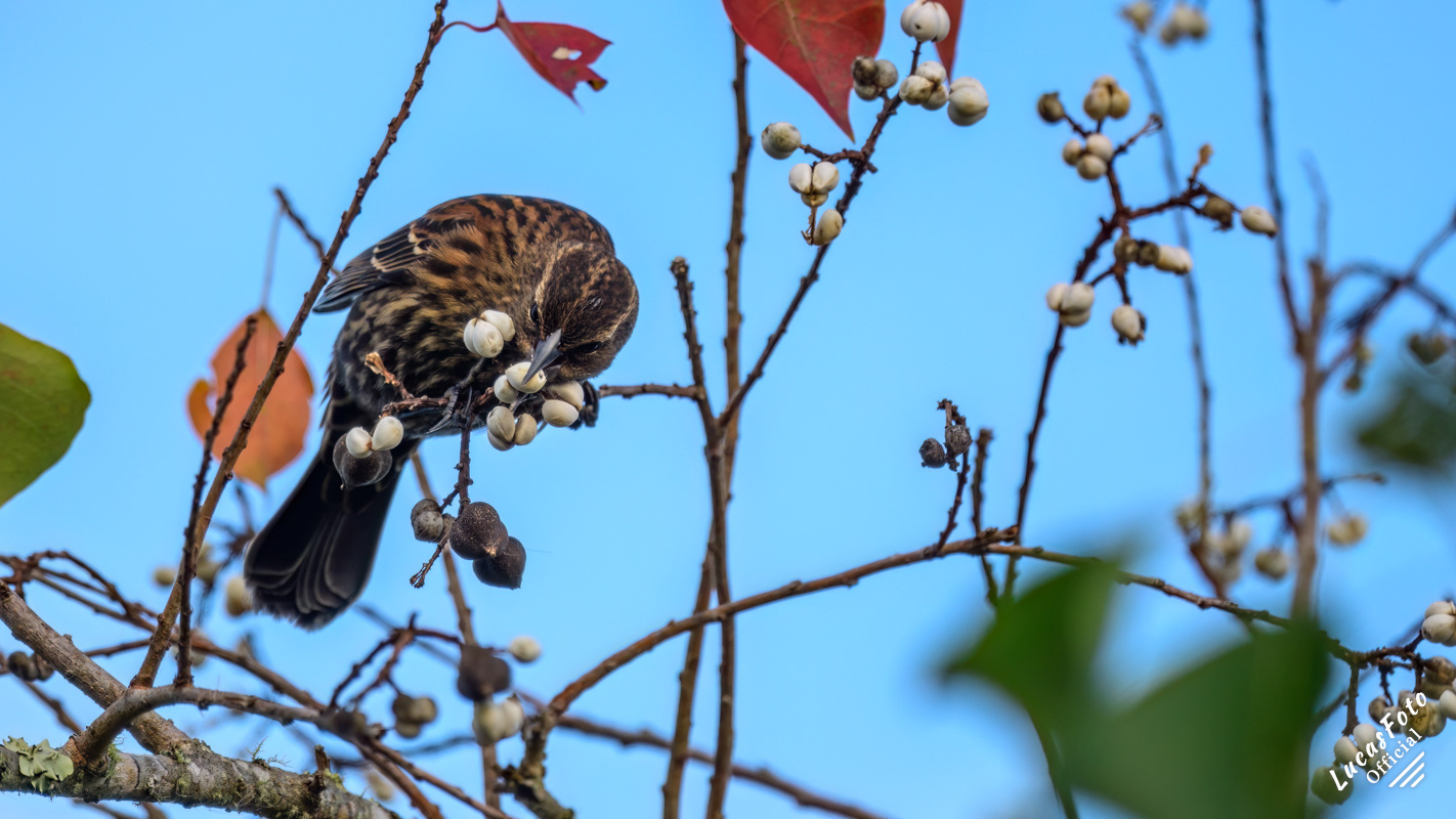 Red-winged Blackbird