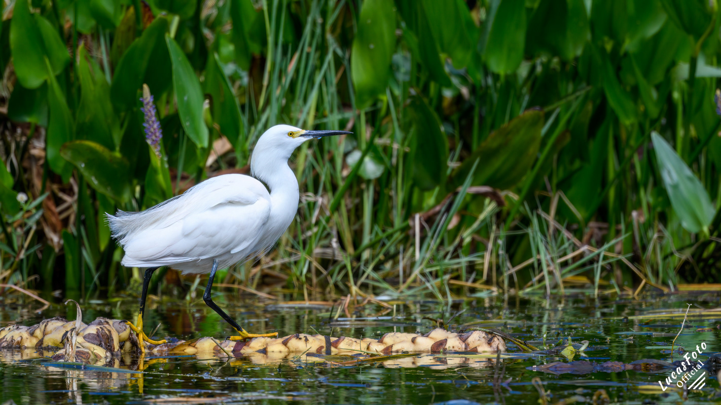 Snowy Egret