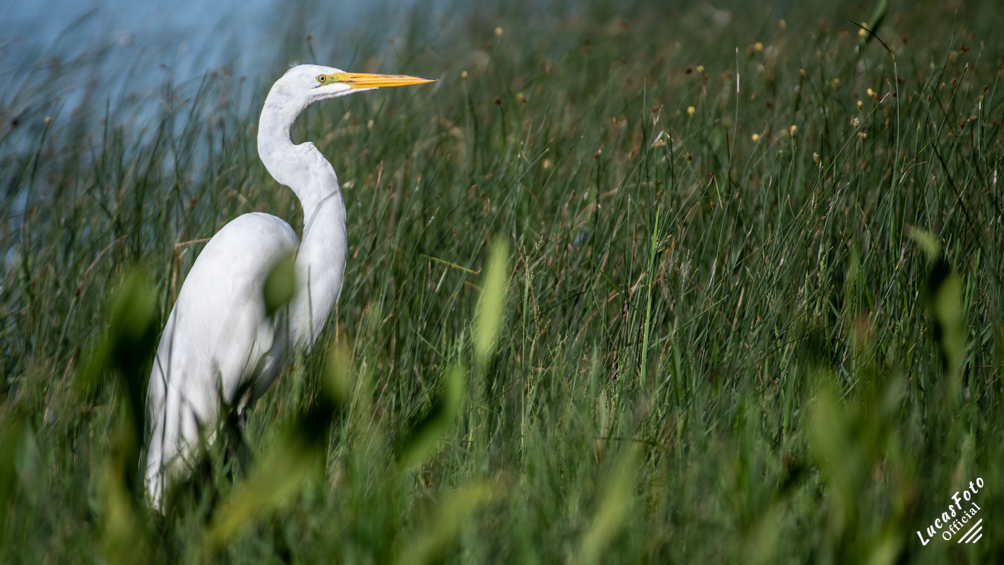Great Egret