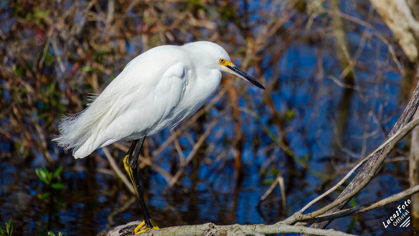 Snowy Egret