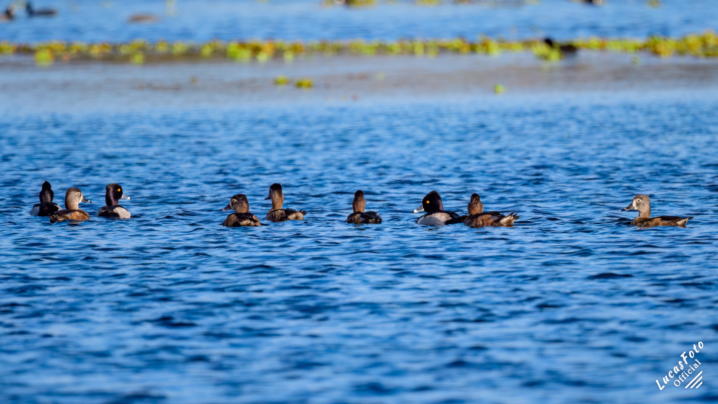 Ring-necked Duck