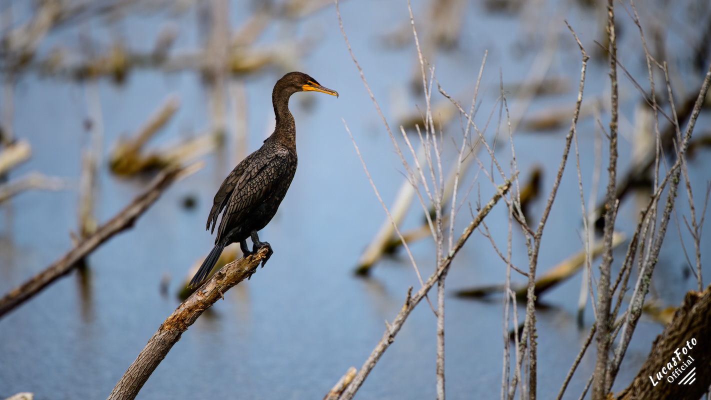 Double-crested Cormorant