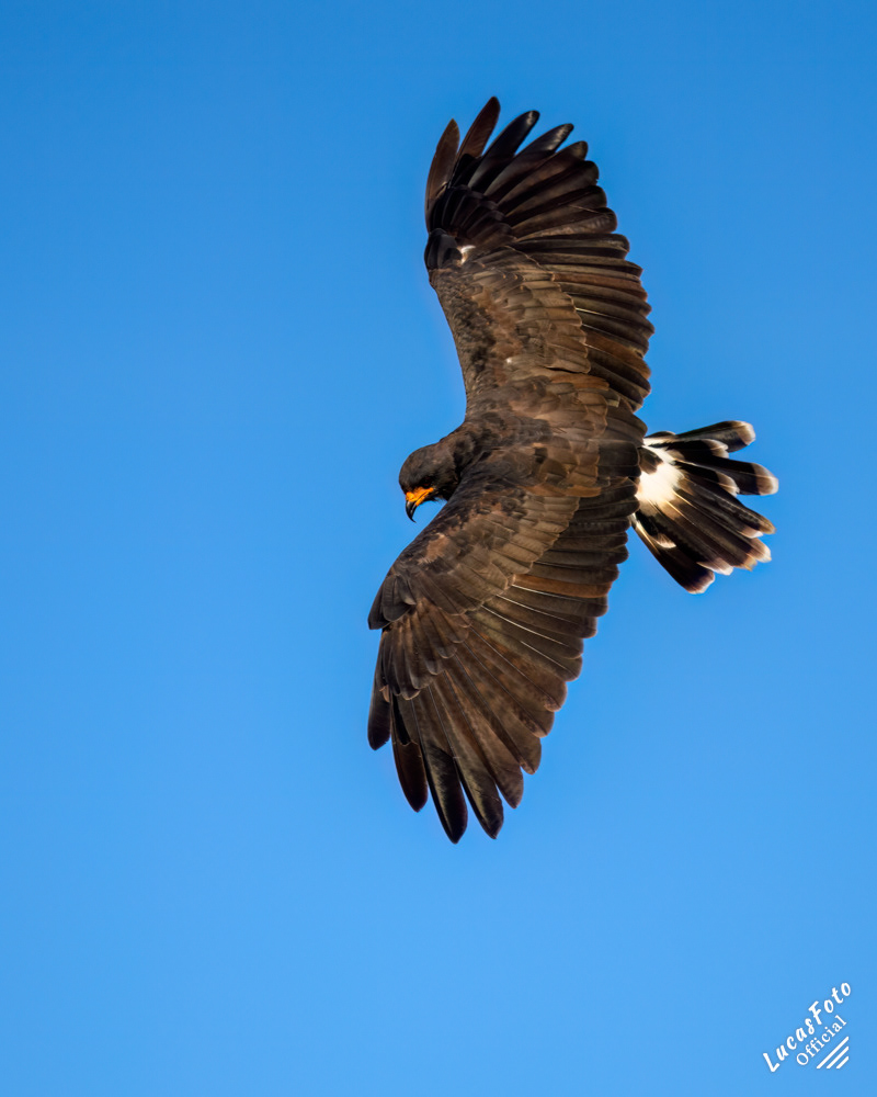 Snail Kite