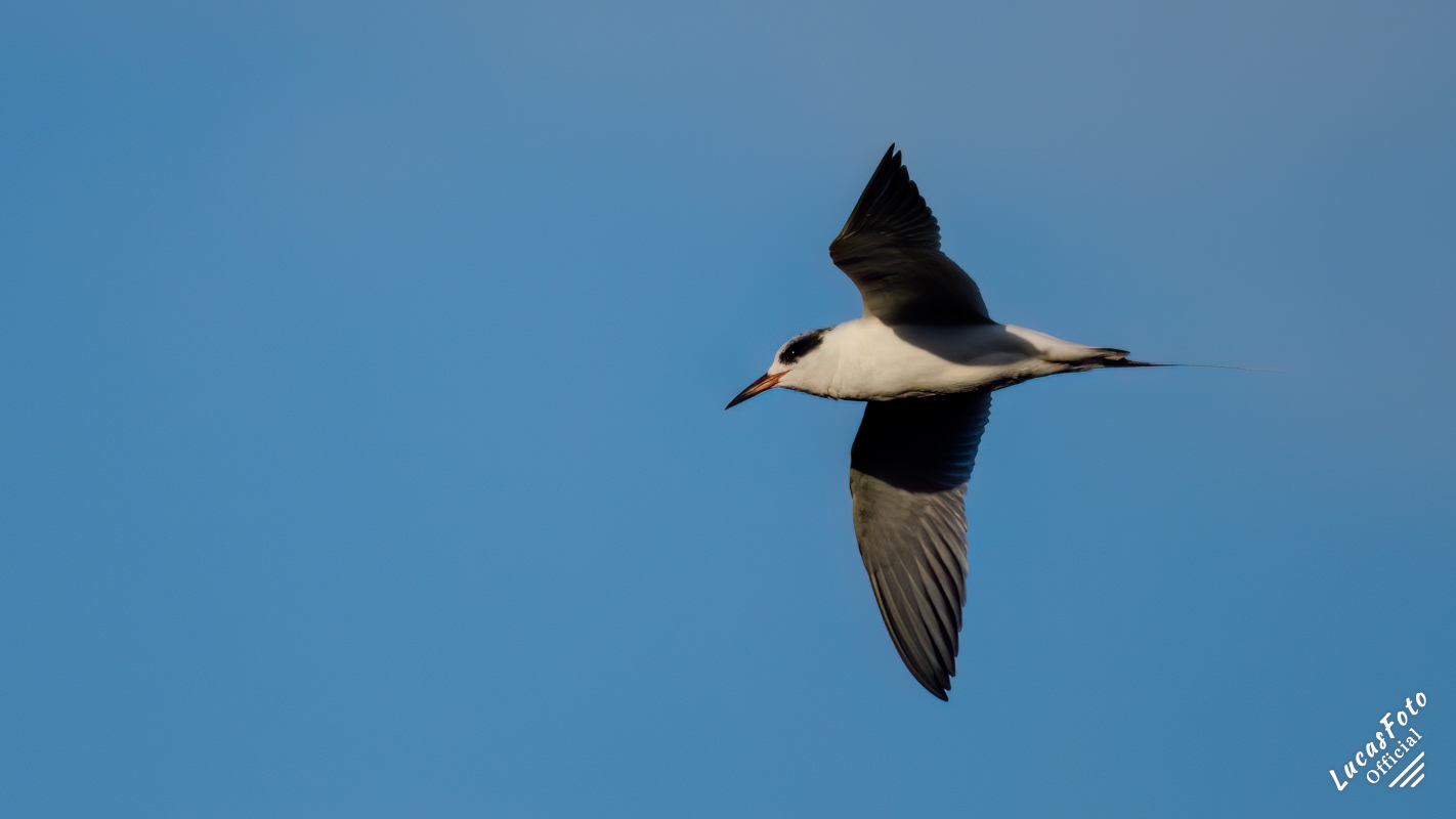 Forster's Tern