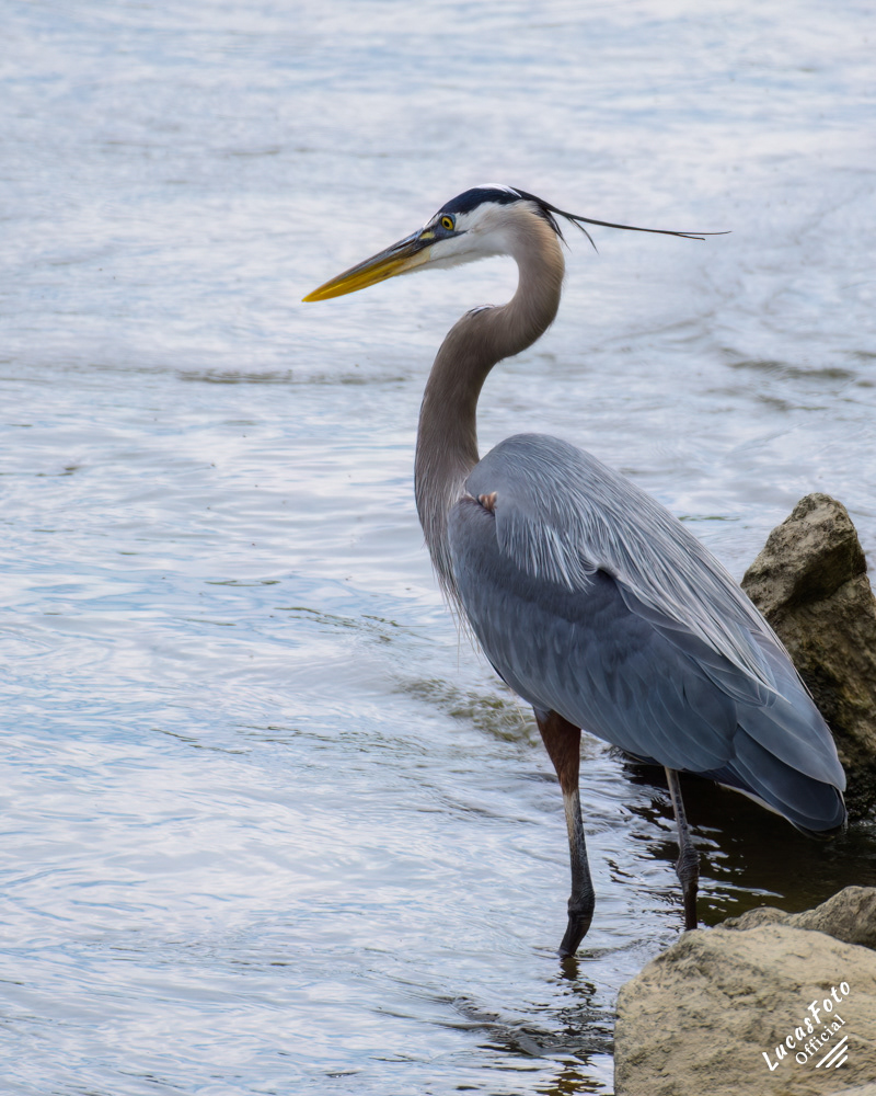 Great Blue Heron