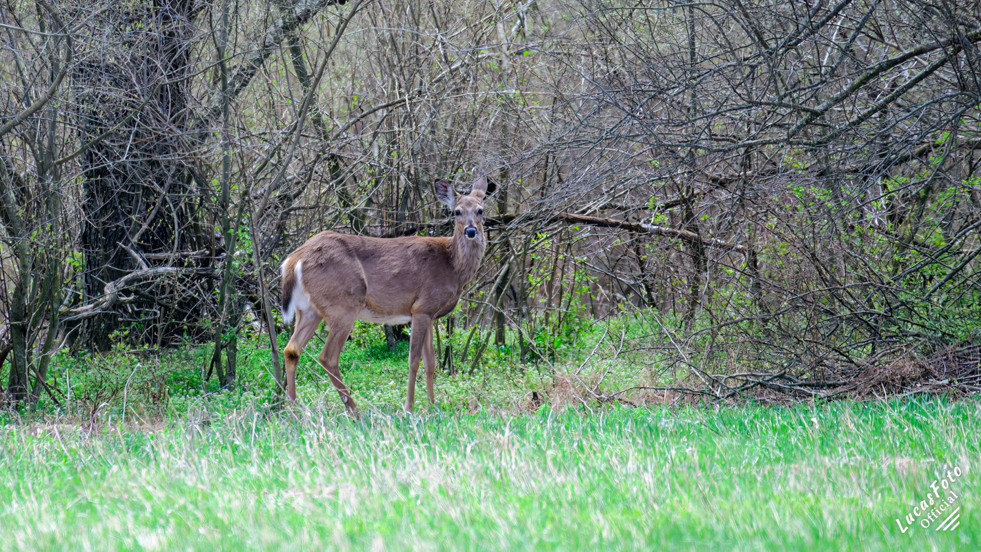 Whitetail