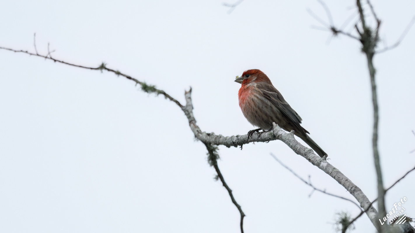 House Finch