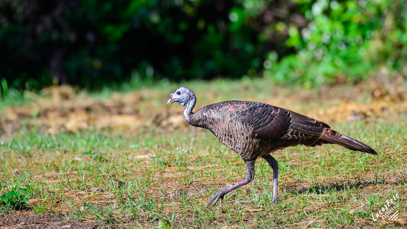 Eastern Wild Turkey