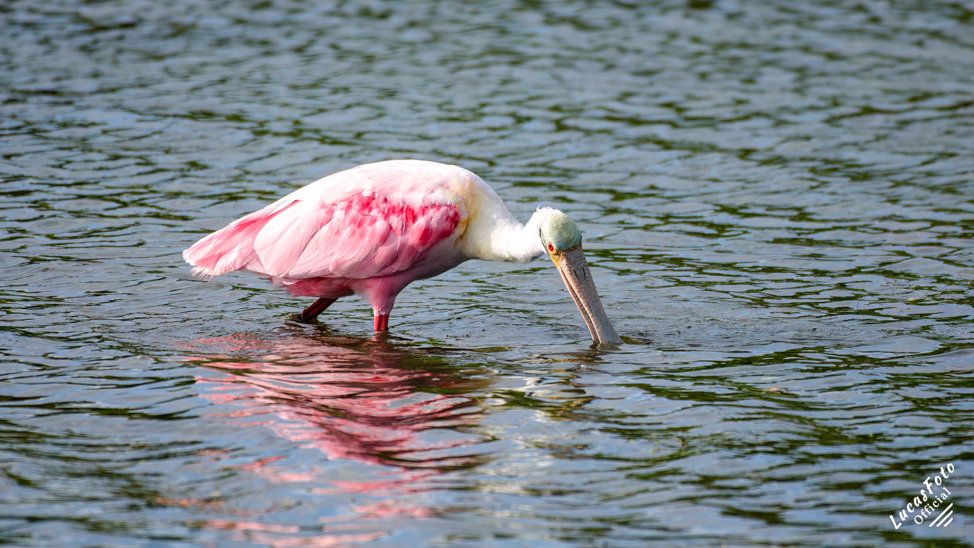 Roseate Spoonbill