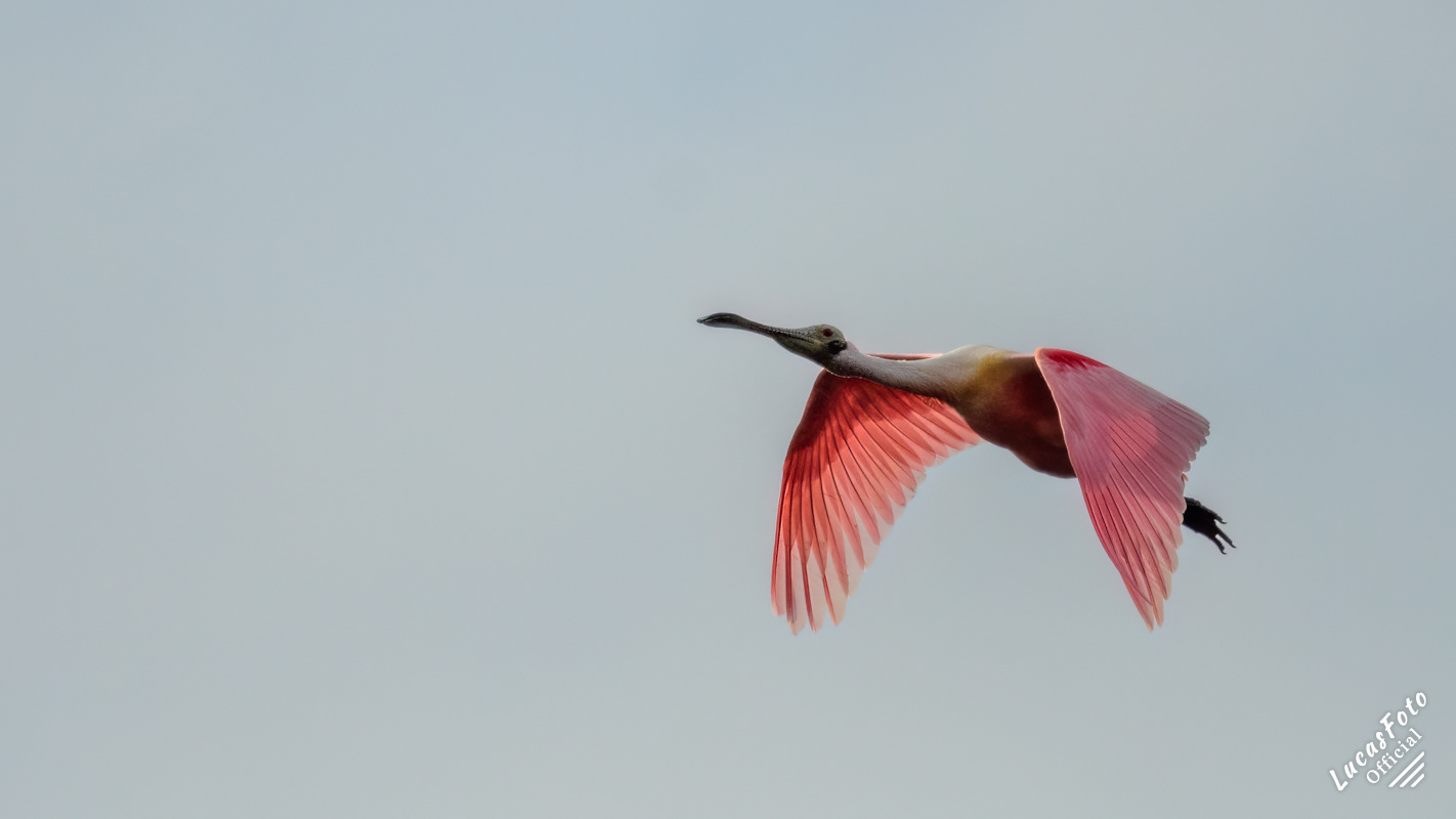 Roseate Spoonbill