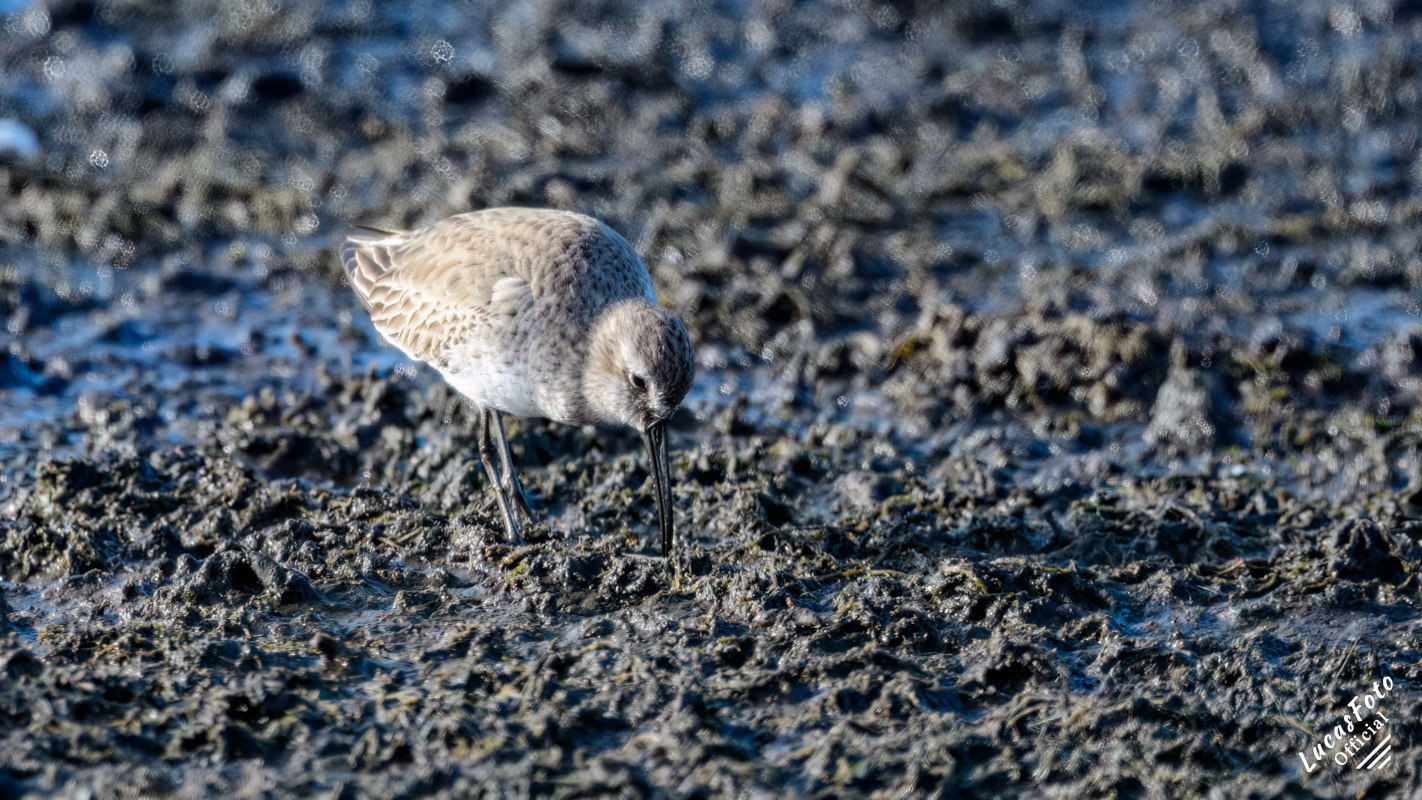 Dunlin