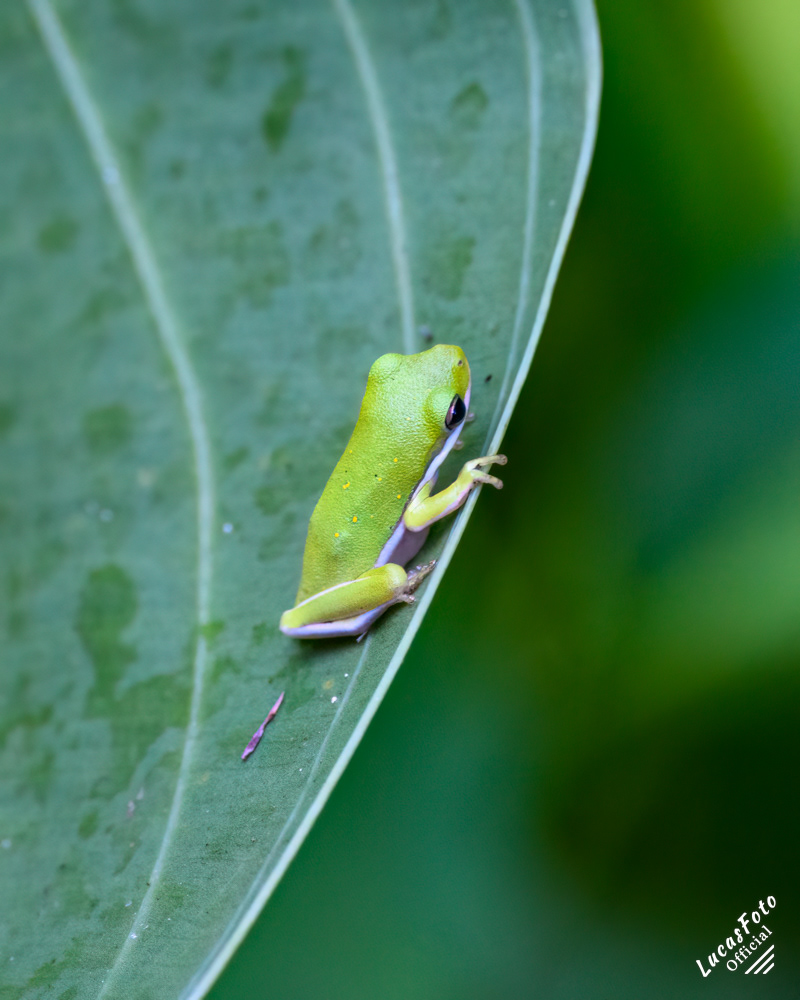 Green Treefrog