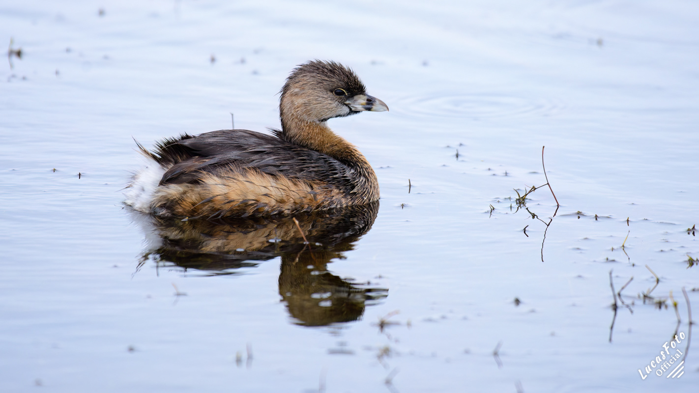 Pied-billed Grebe