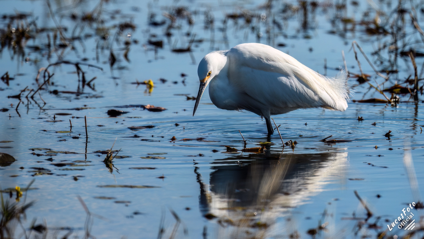 Snowy Egret