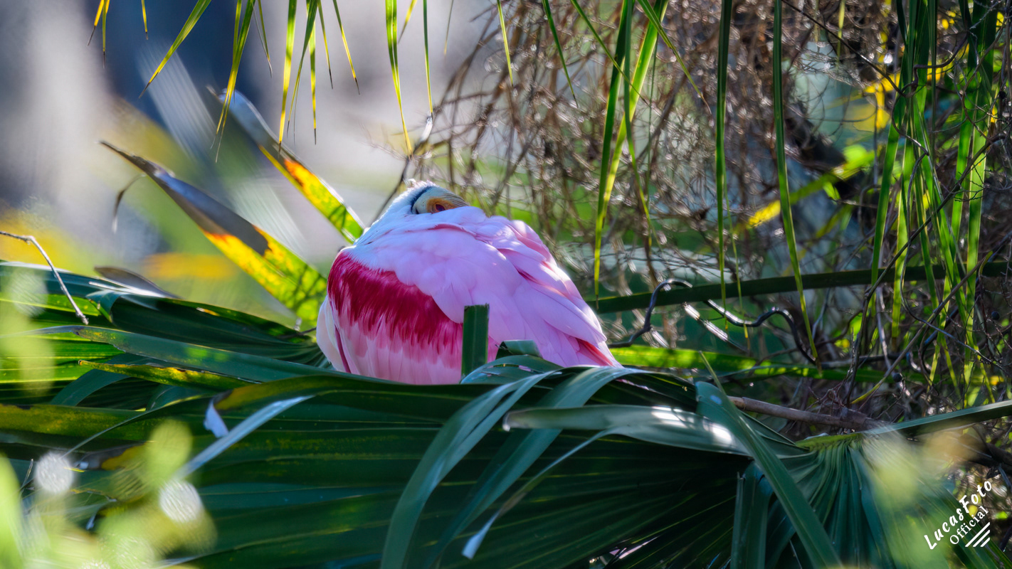 Roseate Spoonbill
