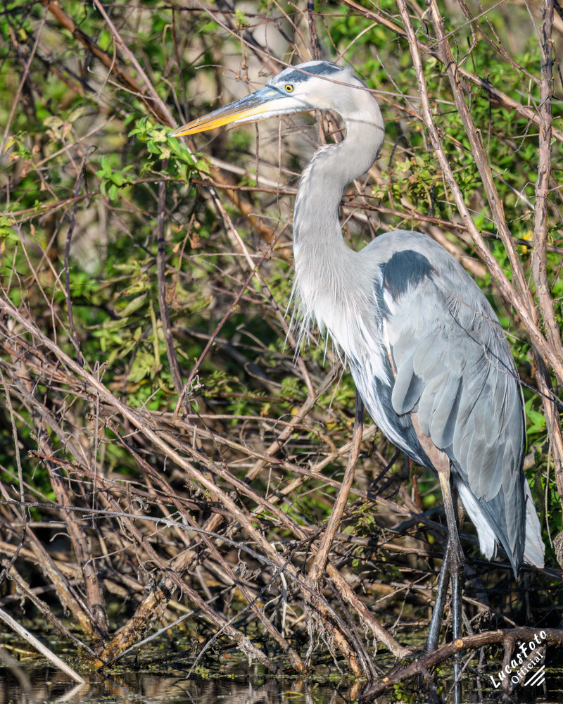 Great Blue Heron