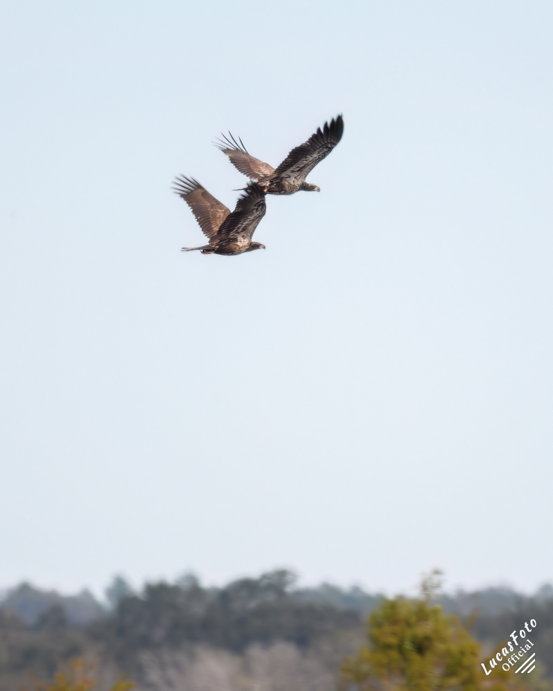 Juvenile Bald Eagle