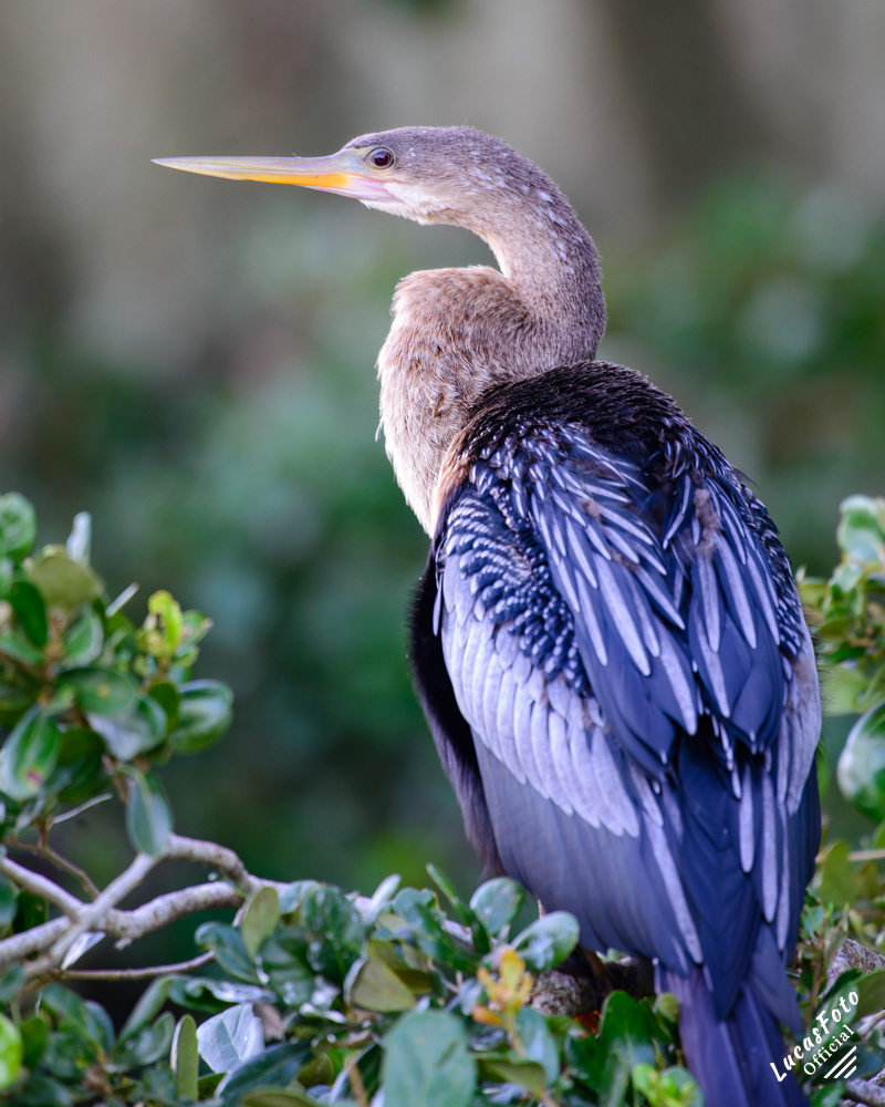 Anhinga