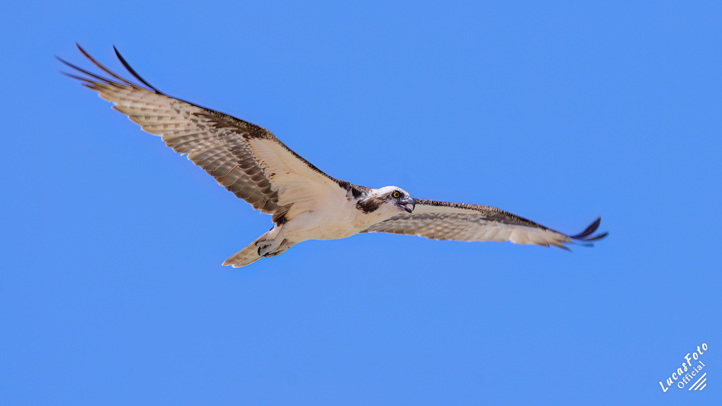 Osprey