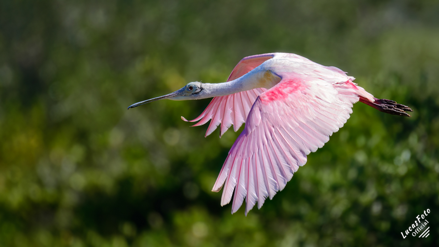 Roseate Spoonbill