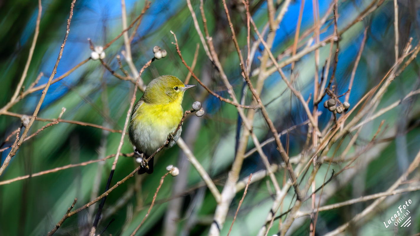 Pine Warbler