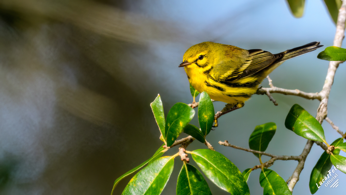 Prairie Warbler